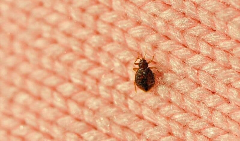 disinfestazione cimici da letto Anticoli Corrado