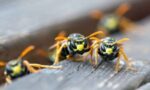 vespe che hanno fatto il nido e che vanno eliminate tramite disinfestazione