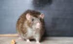 un topo in un abitazione che necessita di una derattizzazione