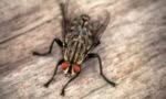 mosche che soprattutto con il caldo invadono le abitazioni e vanno disinfestate