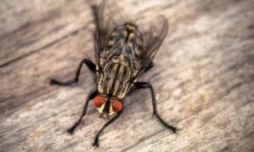 mosche che soprattutto con il caldo invadono le abitazioni e vanno disinfestate