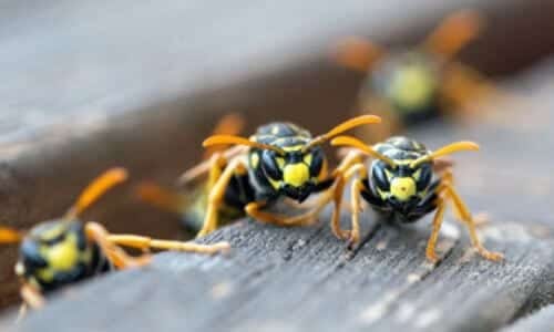 vespe che hanno fatto il nido e che vanno eliminate tramite disinfestazione