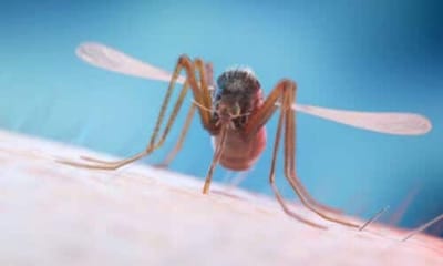disinfestazioni zanzare in un abitazione privata